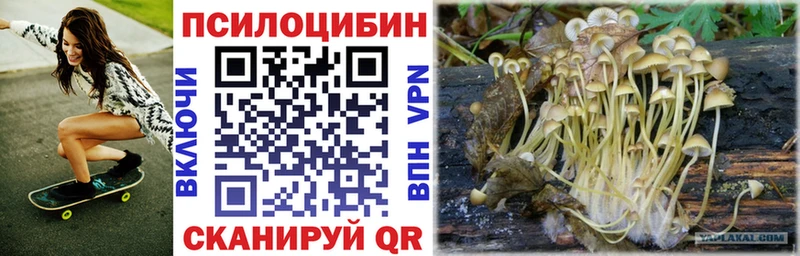 Псилоцибиновые грибы Psilocybe Дигора